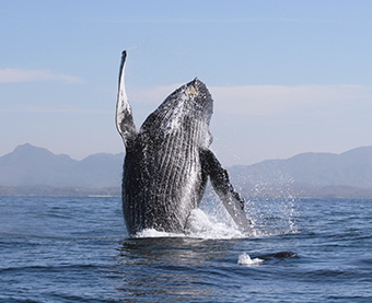 Whale Watching Puerto Vallarta