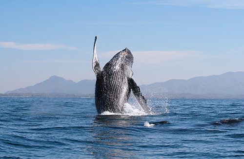 Actividades & Tours en Puerto Vallarta